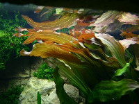 Снимка на Echinodorus 'Rubin'